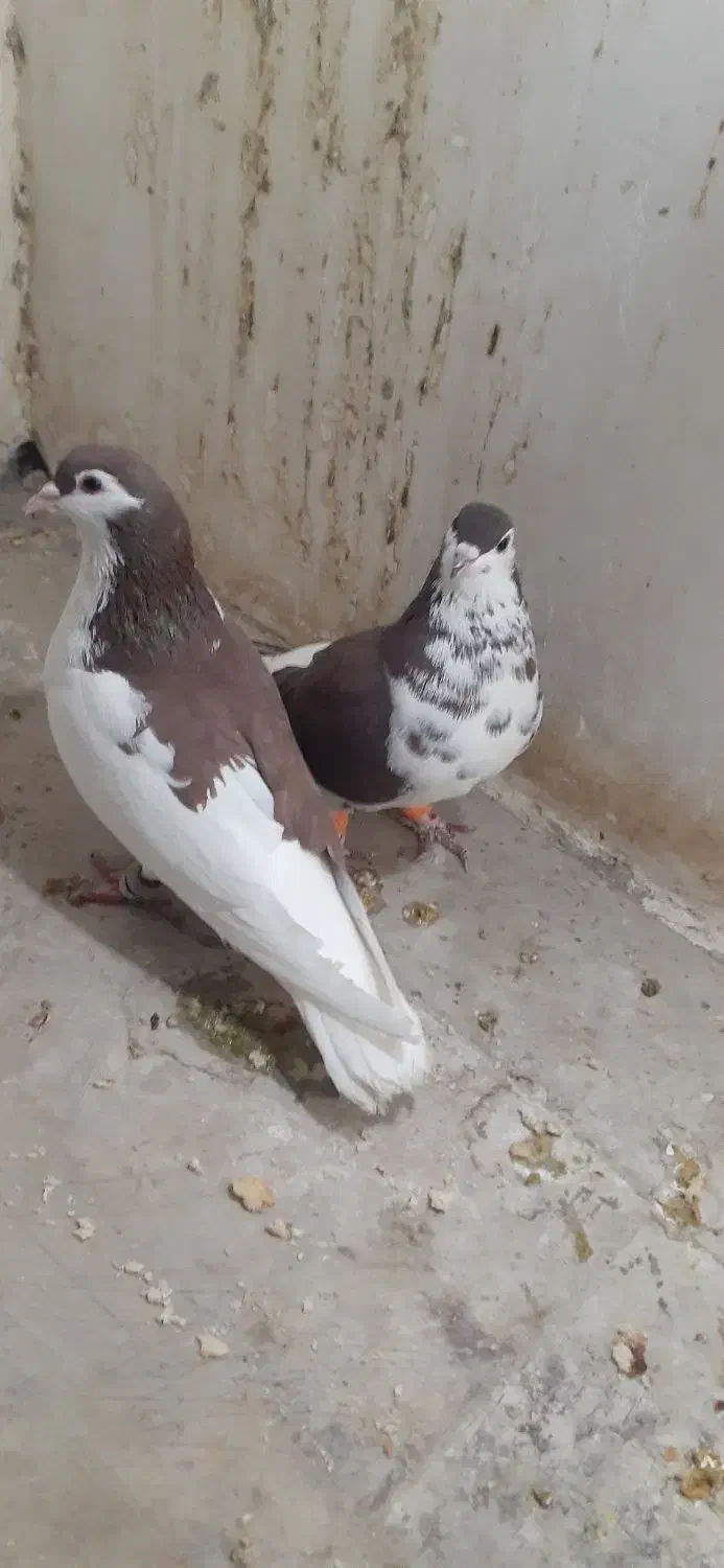 راست و ساده افشون پرشی و جوجه|پرنده|شیروان (خراسان), |دیوار