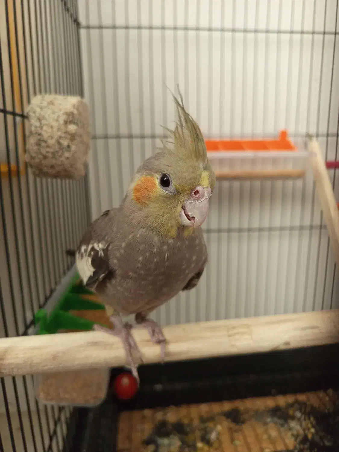 عروس هلندی|پرنده|مشهد, قائم|دیوار