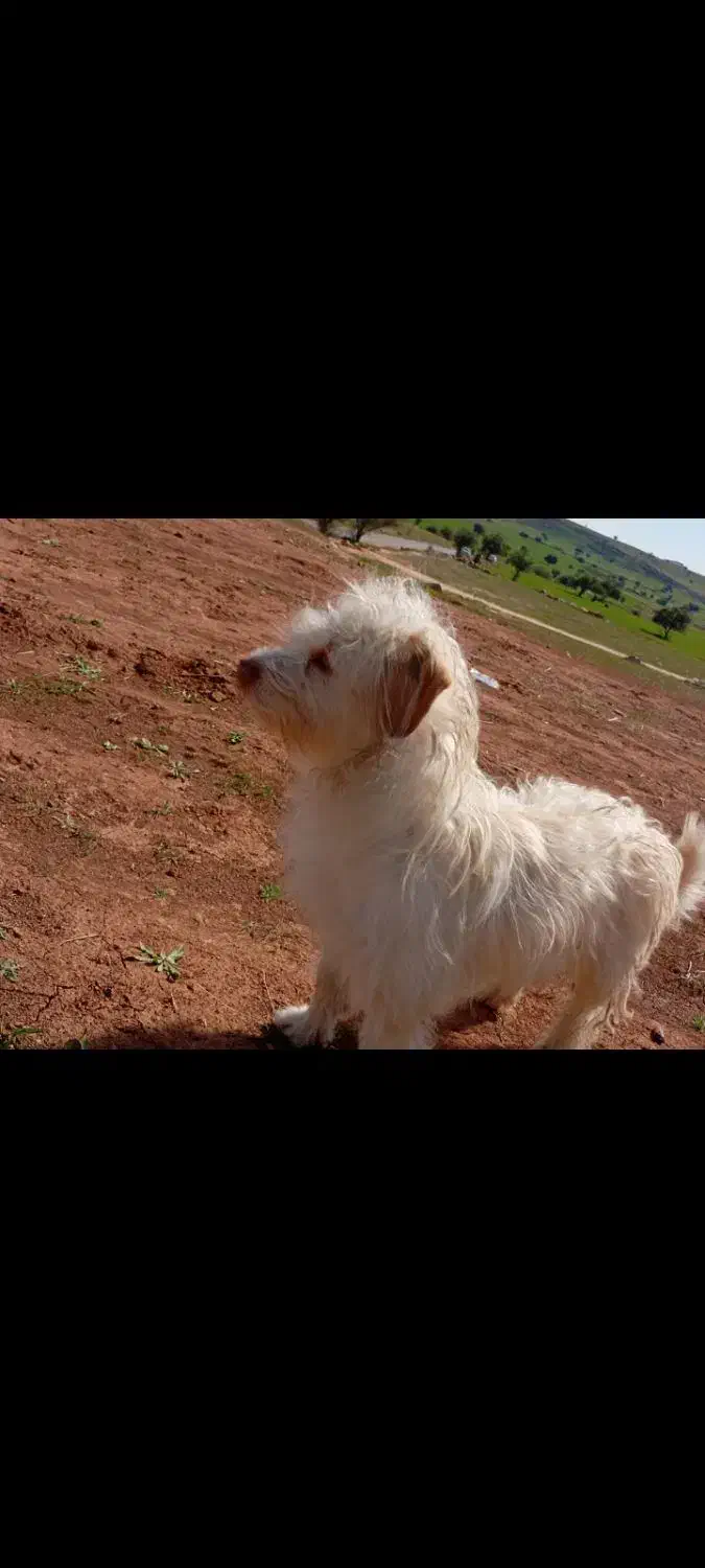 سگ‌گمشده|حیوانات|مسجد سلیمان, |دیوار