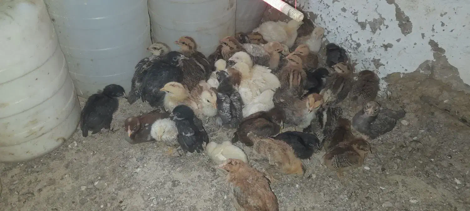 جوجه محلی ۱ ماهه|حیوانات مزرعه|احمدسرگوراب, |دیوار