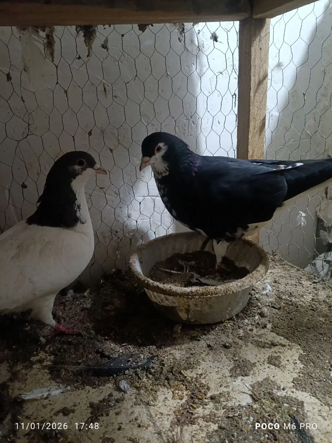 کبوتر رنگی|پرنده|سیرجان, |دیوار