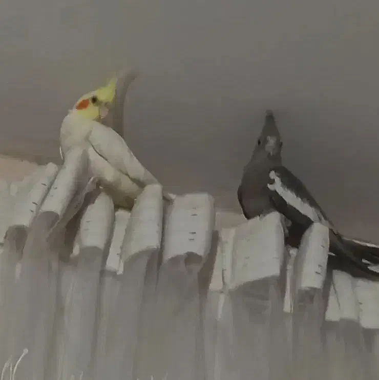 دو عدد عروس هلندی نرو ماده|پرنده|هشتگرد, خور|دیوار