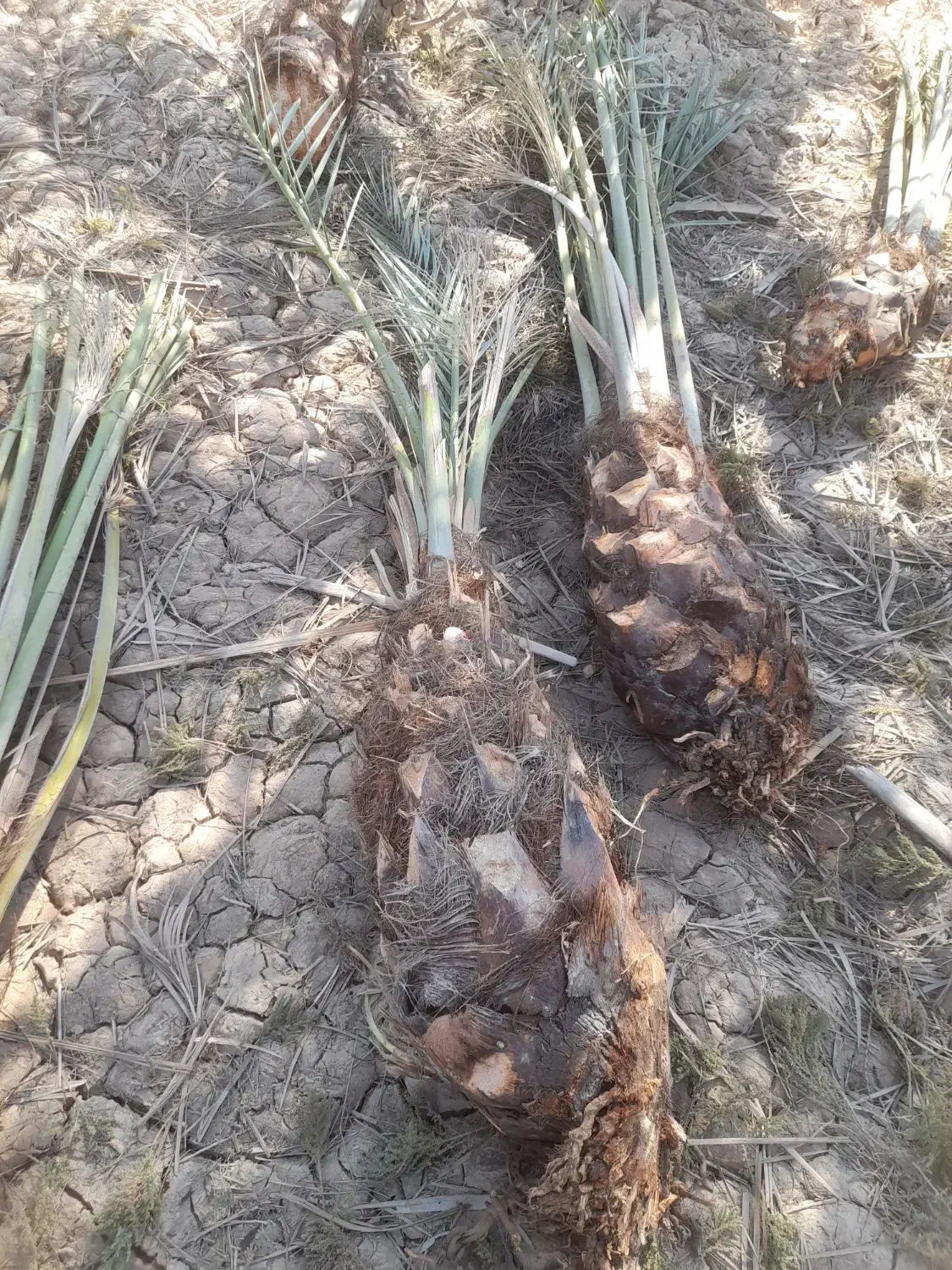 بچه نخل|گل و گیاه طبیعی|چمران, |دیوار