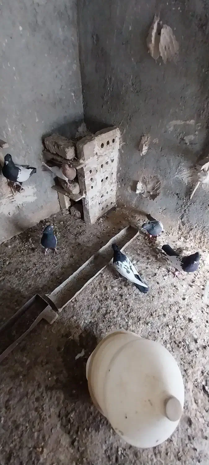 ۶ عدد کبوتر سینه نر|پرنده|رشتخوار, |دیوار