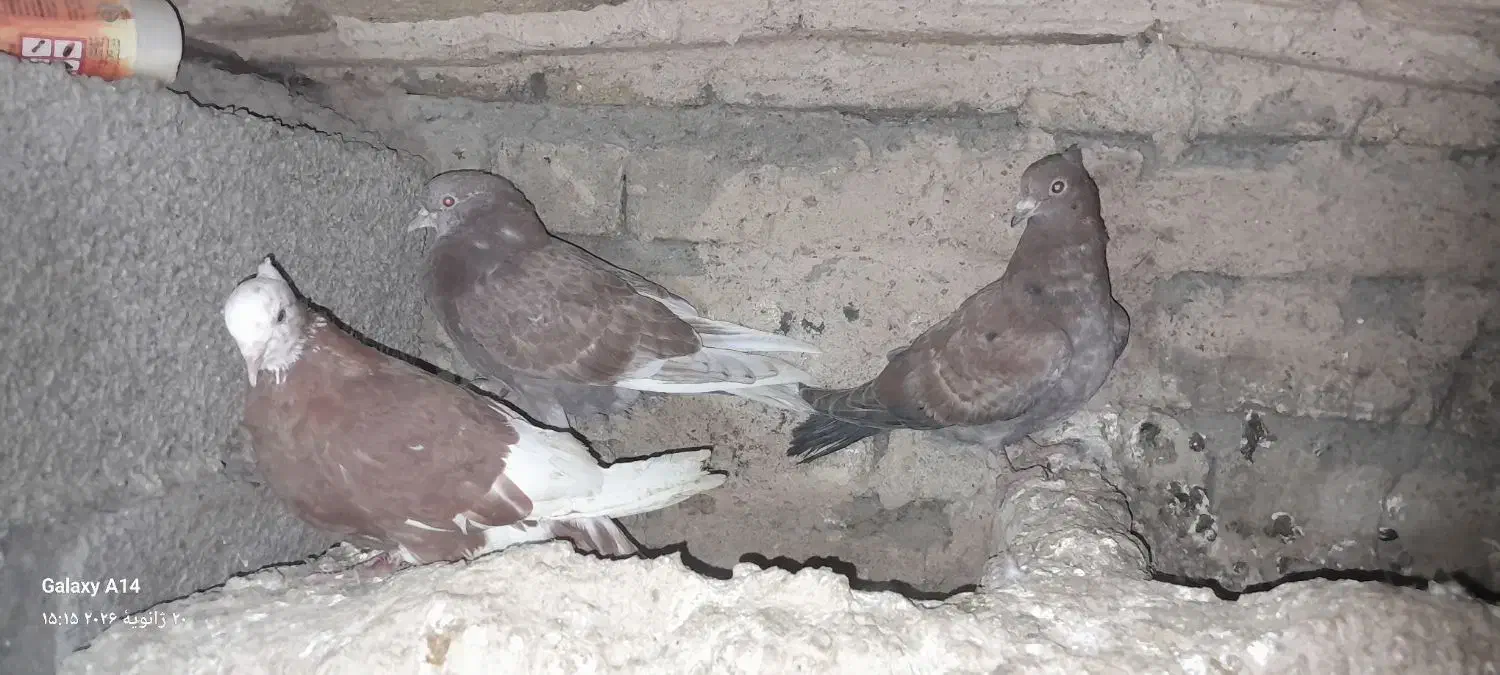 کبوتر(کفتر)|پرنده|بیرانوند, |دیوار