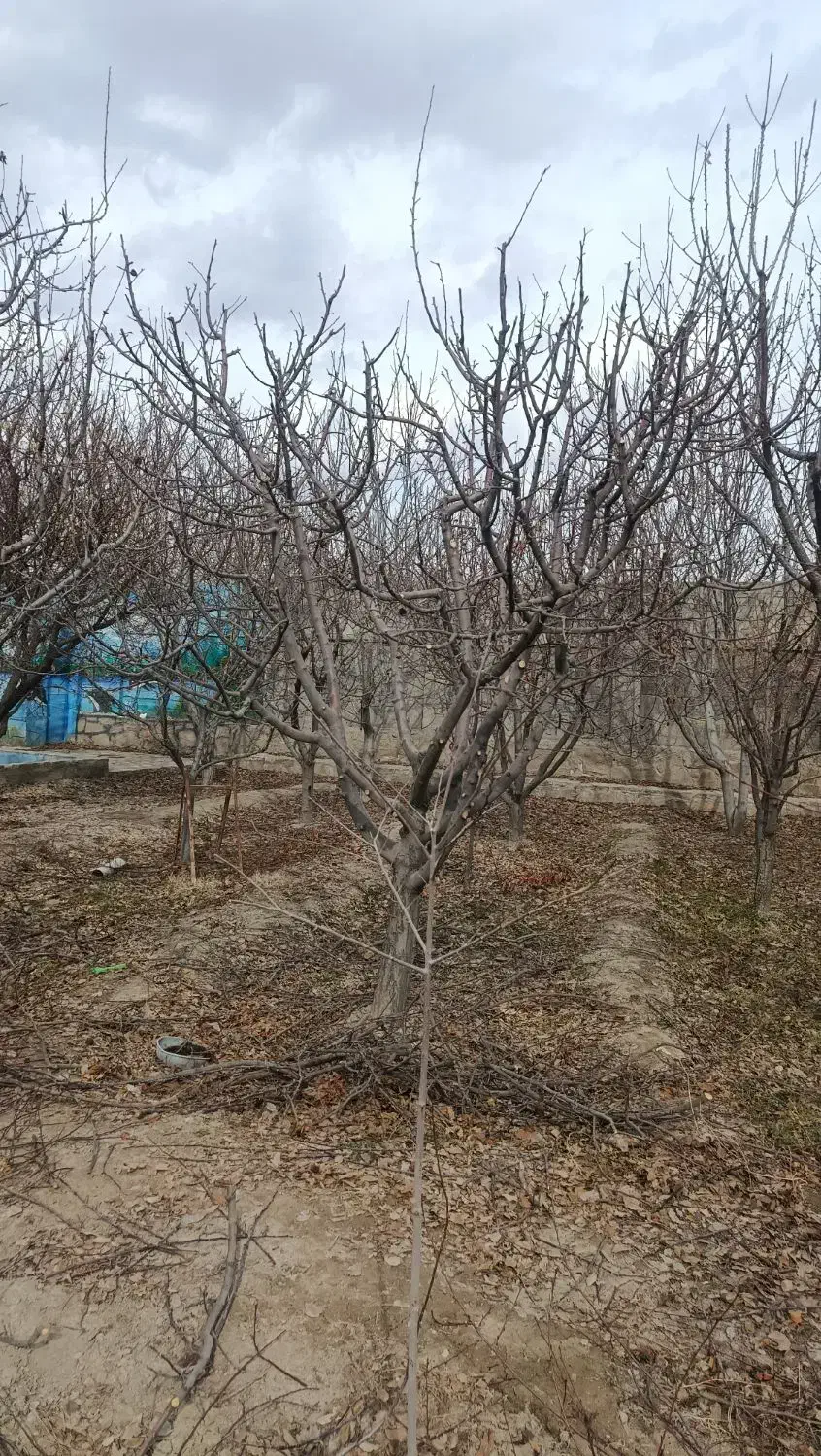 هرس درخت|خدمات باغبانی و درختکاری|چناران, |دیوار