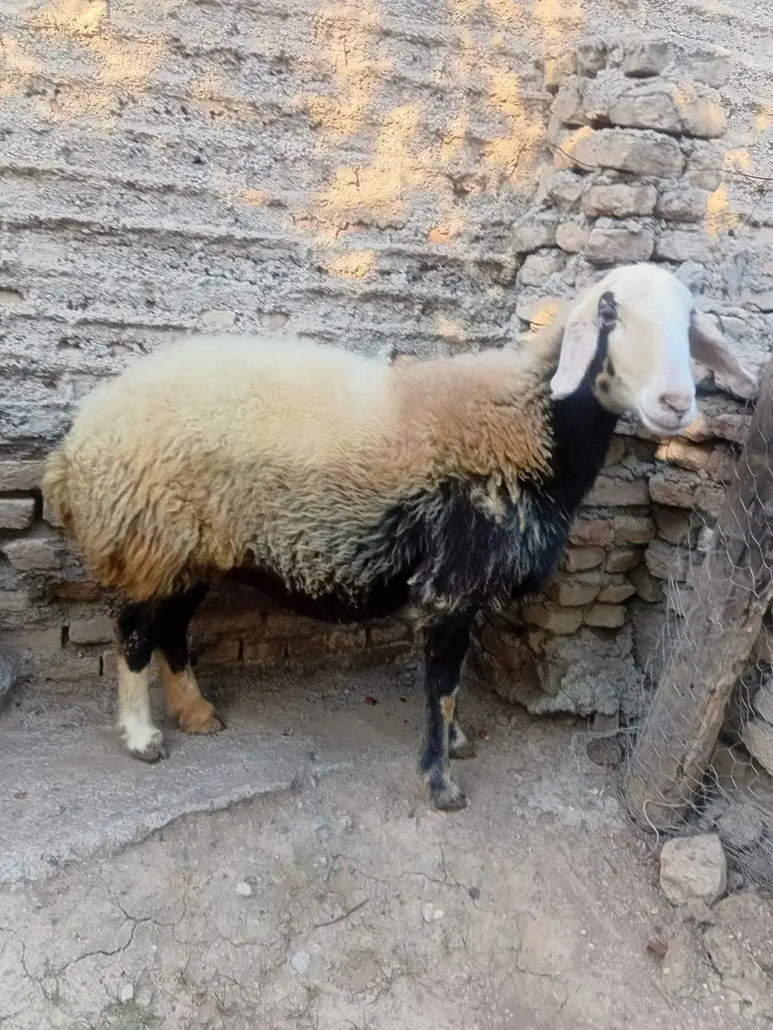 دوعدد گوسفنده ماده|حیوانات مزرعه|خان ببین, |دیوار