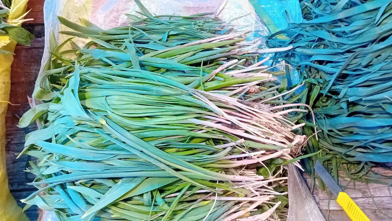 بن سرخ کوهی خشک|خوردنی و آشامیدنی|شیراز, سیاه سنگ|دیوار