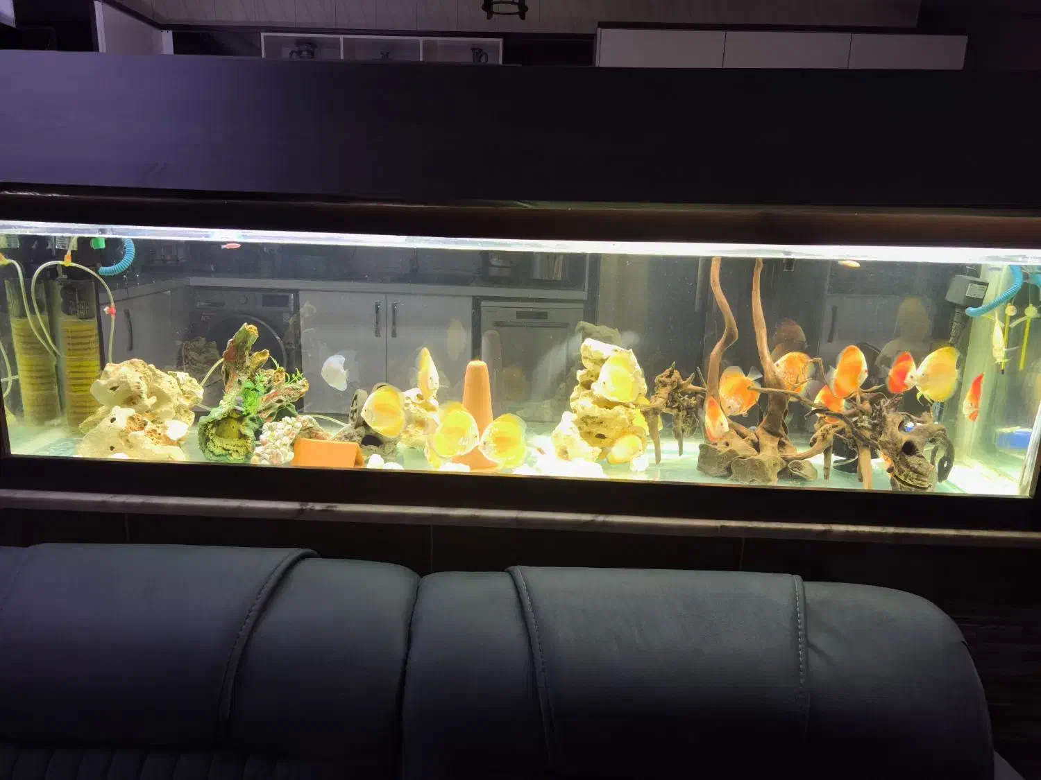 آکواریوم حرفه ای|ماهی|خرمآباد, |دیوار