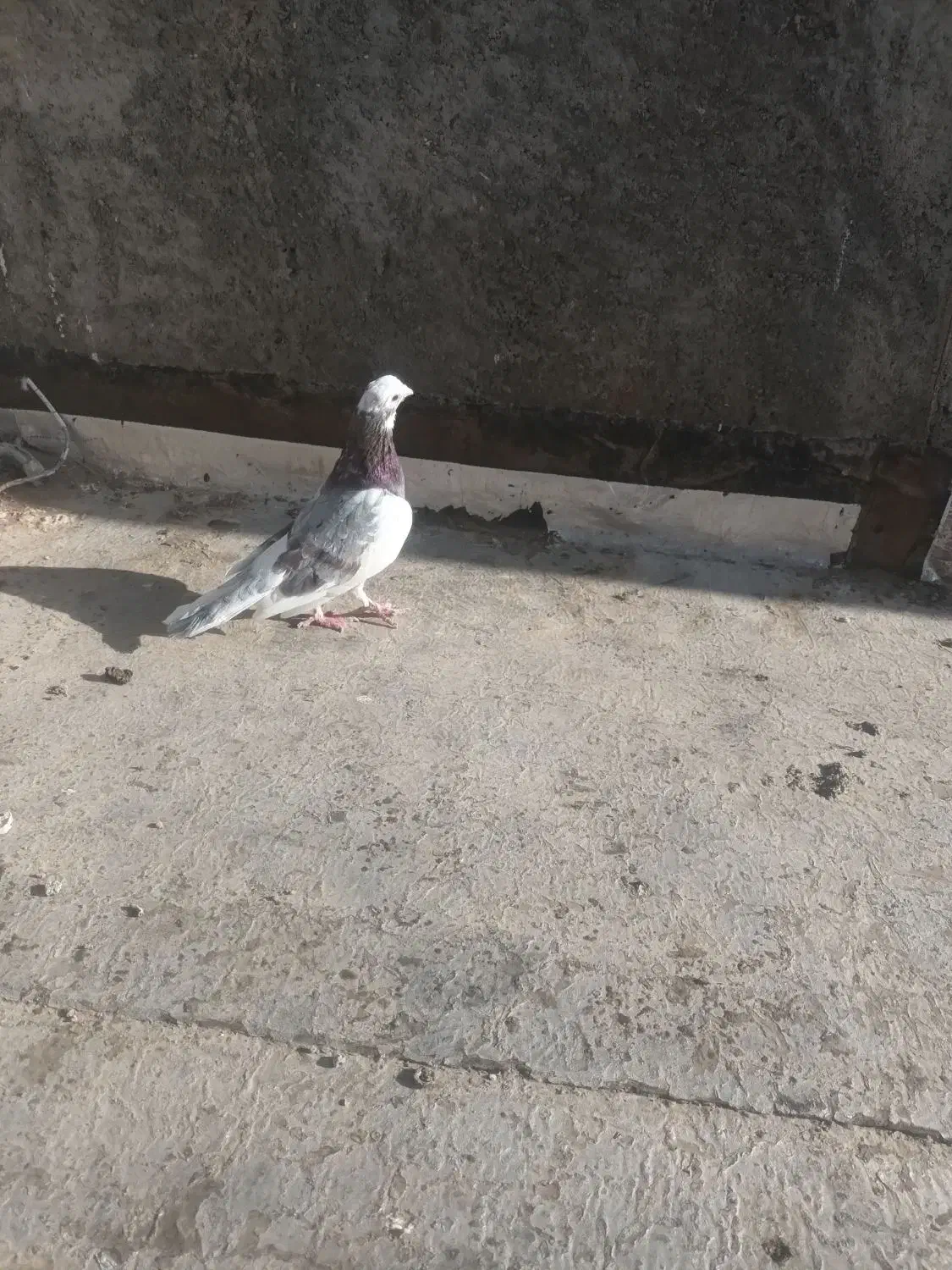 دو عدد کبوتر نر|پرنده|شیروان (خراسان), |دیوار