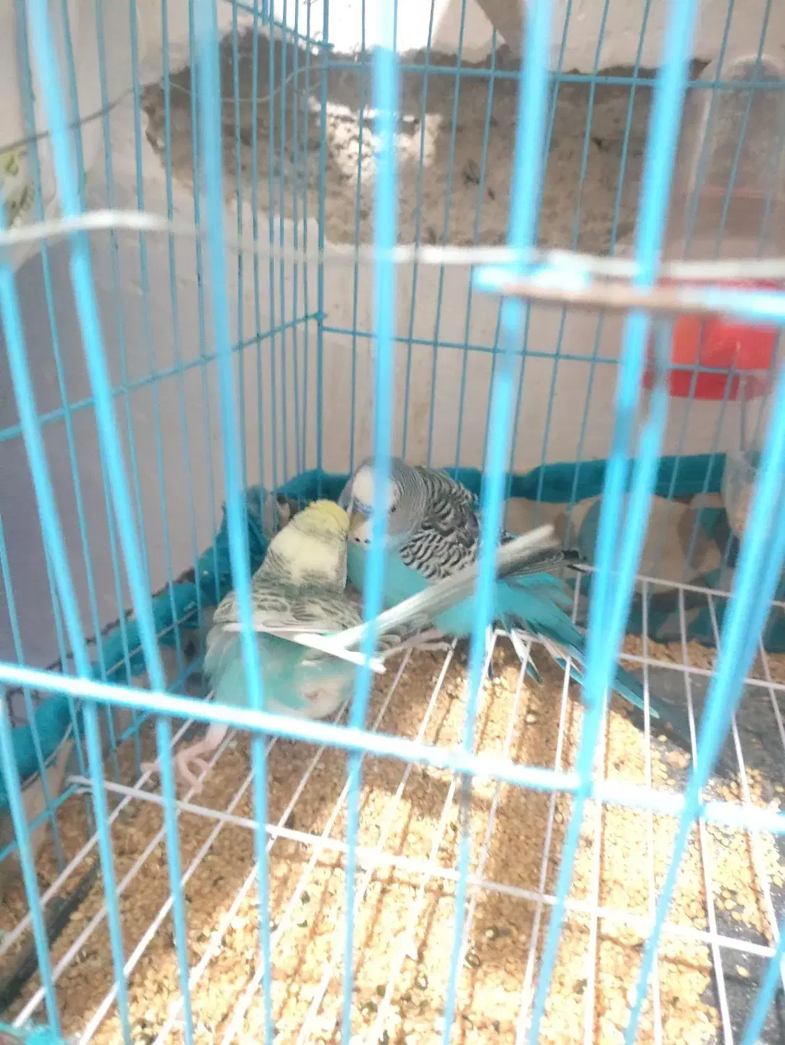 مرغ عشق|پرنده|بندر ماهشهر, |دیوار