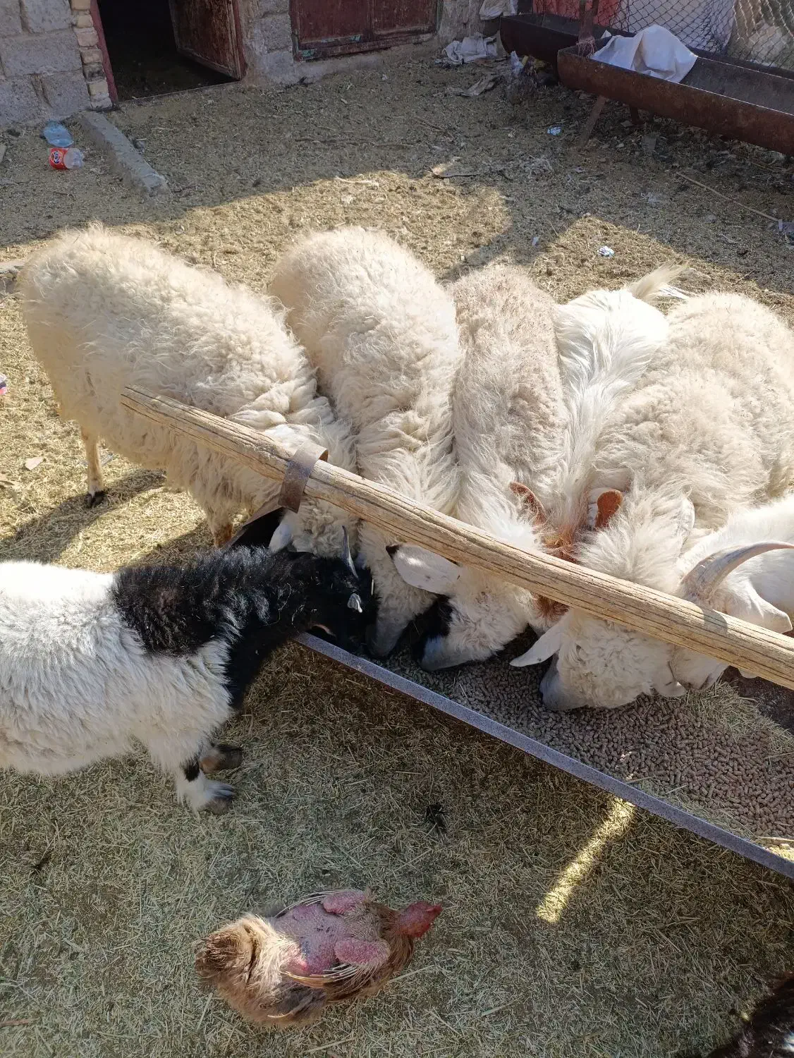 چهار راس میشه آبستن|حیوانات مزرعه|سیرجان, |دیوار