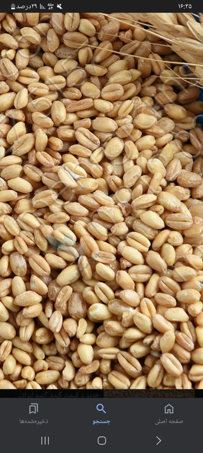 گندم ابی|خوردنی و آشامیدنی|جم, |دیوار