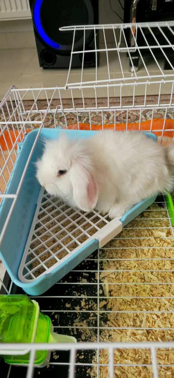 خرگوش مینی لوپ|موش و خرگوش|تبریز, |دیوار