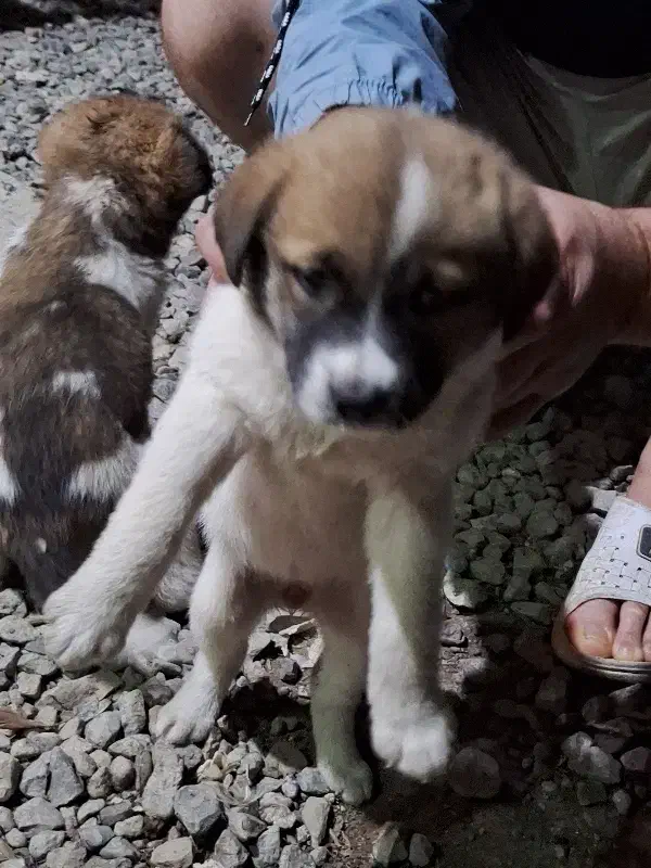 واگذاری نگهبان|سگ|گرگان, |دیوار