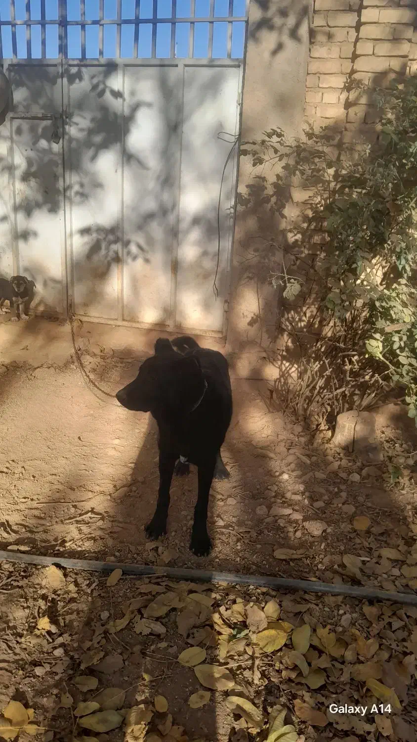 واگذاری سگ قدرجون|سگ|همایجان, |دیوار