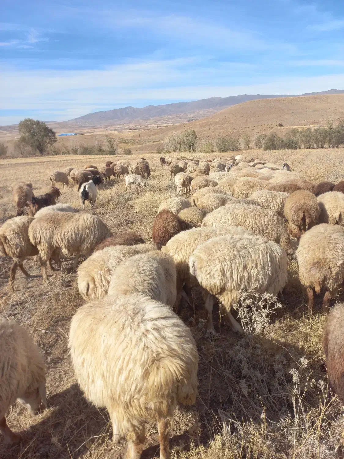 فروش دام (  گوسفند  ) جوان|حیوانات مزرعه|هریس, |دیوار