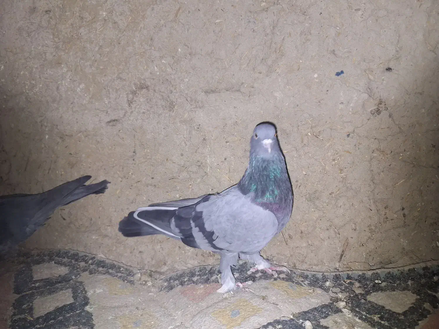 کبوتر تهرانی|پرنده|بهار, |دیوار