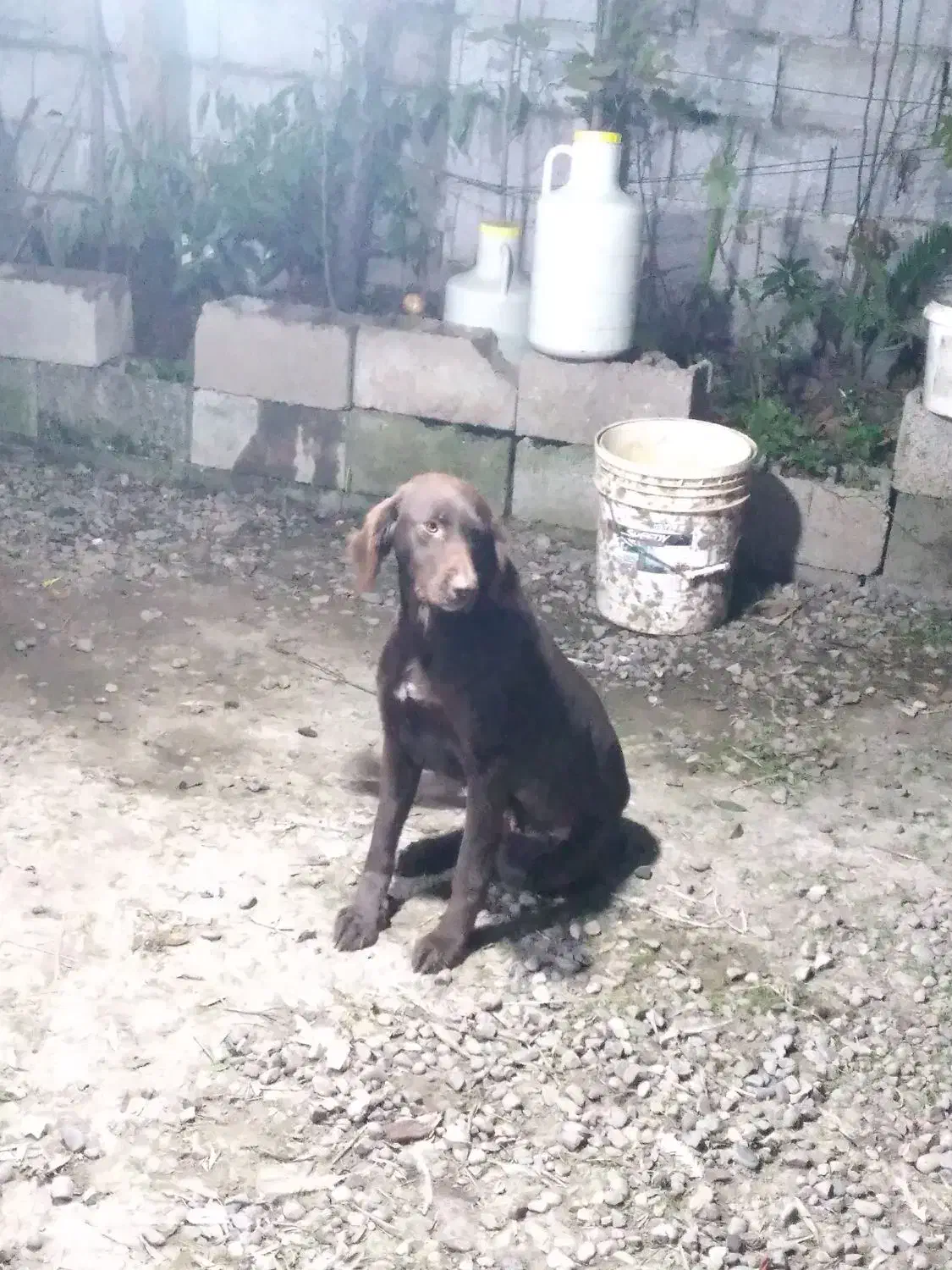 سگ شکاری|سگ|رشت, پیرکلاچای|دیوار