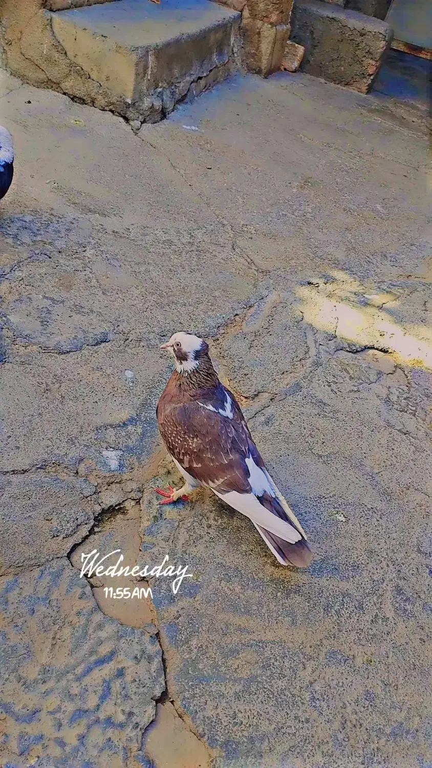 یک کبوتر شازده و یک کات تهرانی|پرنده|کنگاور, |دیوار