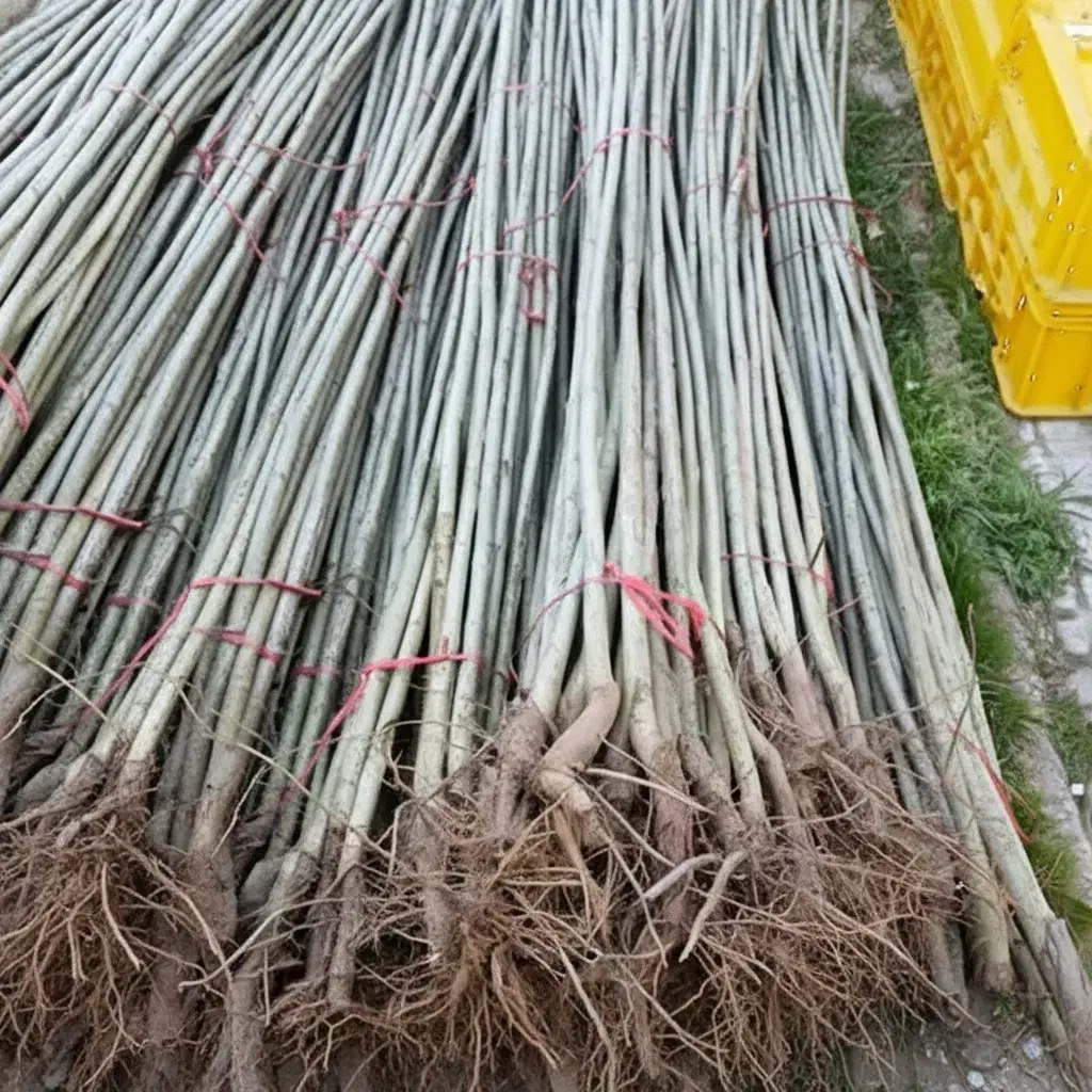 نهال نیگرا عالی برای پروژه‌های کشاورزی صنعتی|حراج|الیگودرز, |دیوار