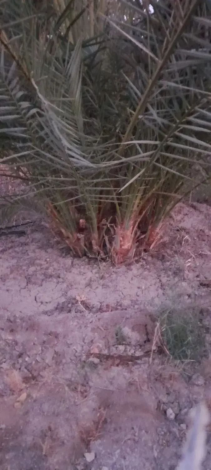 فروش پاجوش نخل ۸ کیلو ب بالا رسیده درجه ۱|خدمات باغبانی و درختکاری|قیروکارزین, |دیوار