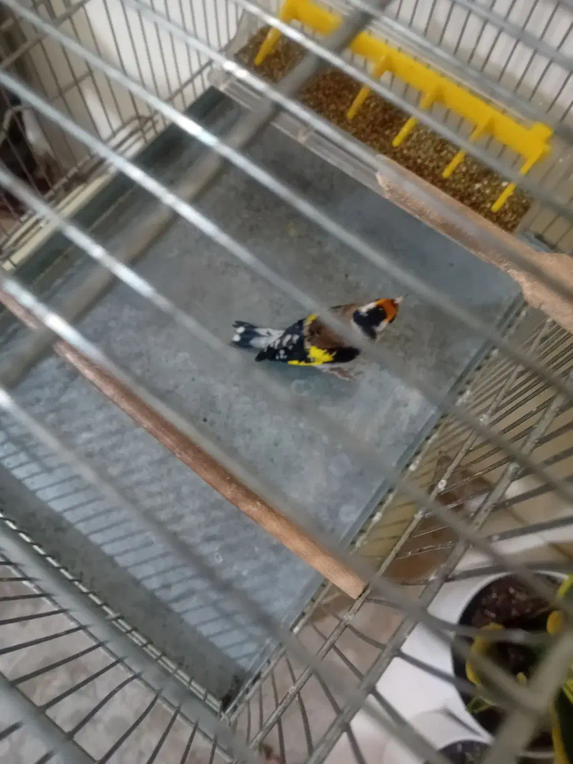 سهره جوجه قفس|پرنده|ری, جوانمرد قصاب|دیوار