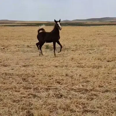 کره نریان از خط خونی بن طوطی|اسب و تجهیزات اسبسواری|رزن, |دیوار