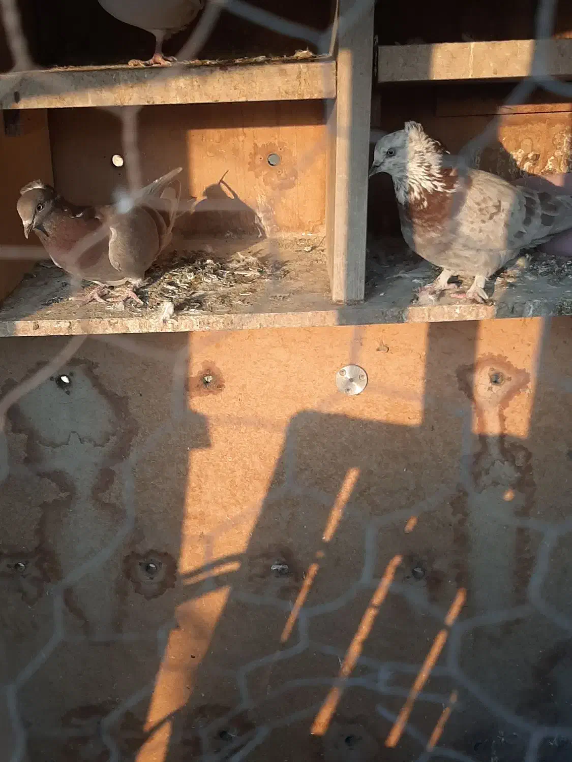 ۷ عدد کفتر|پرنده|کهریزک, |دیوار