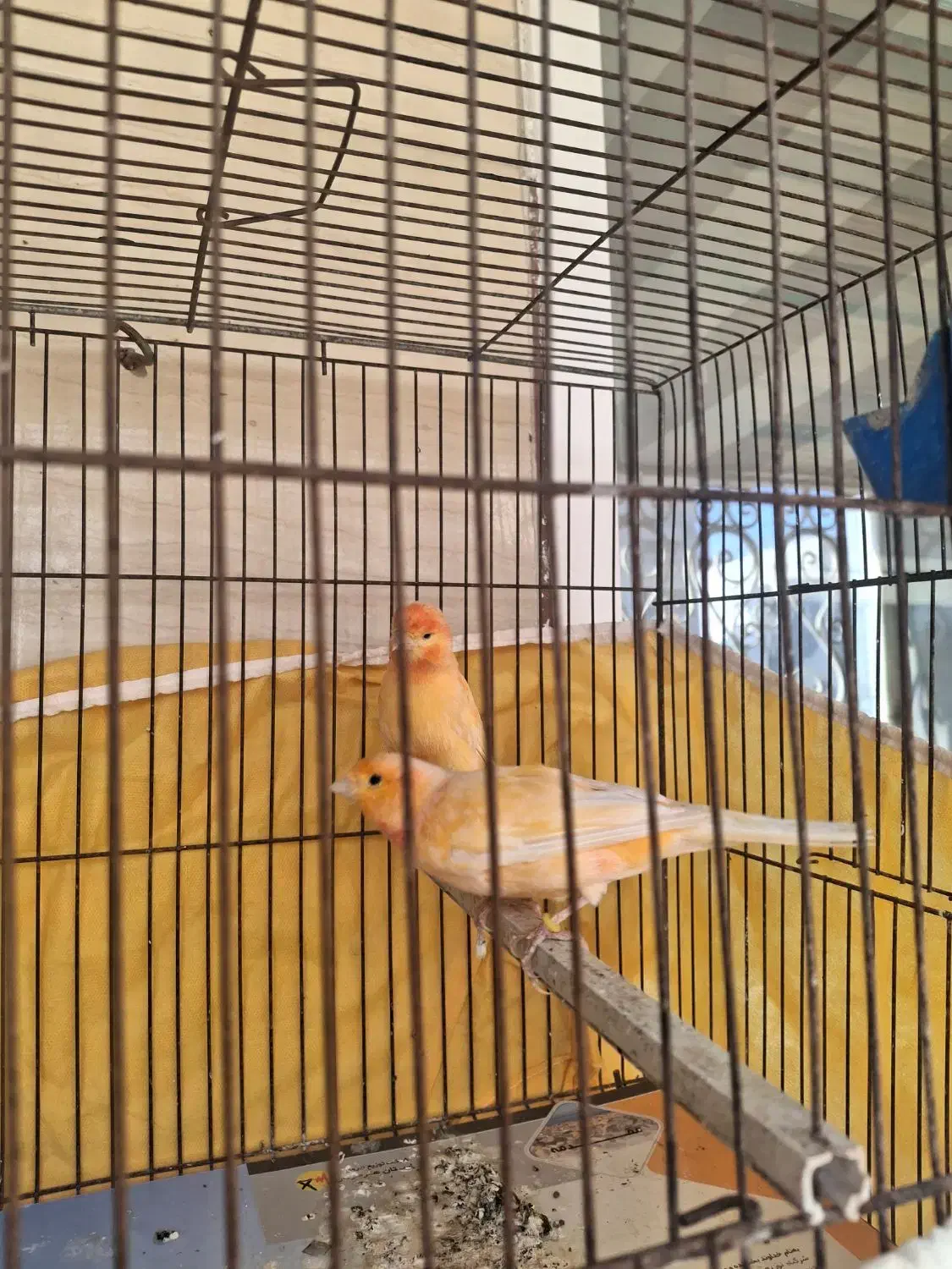 قناری نر و ماده مولد رد فکتور|پرنده|بندرعباس, |دیوار