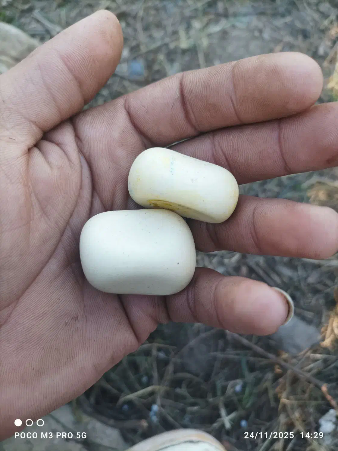 یک جفت سنگ اسیاب|کلکسیون اشیاء عتیقه|خان ببین, |دیوار