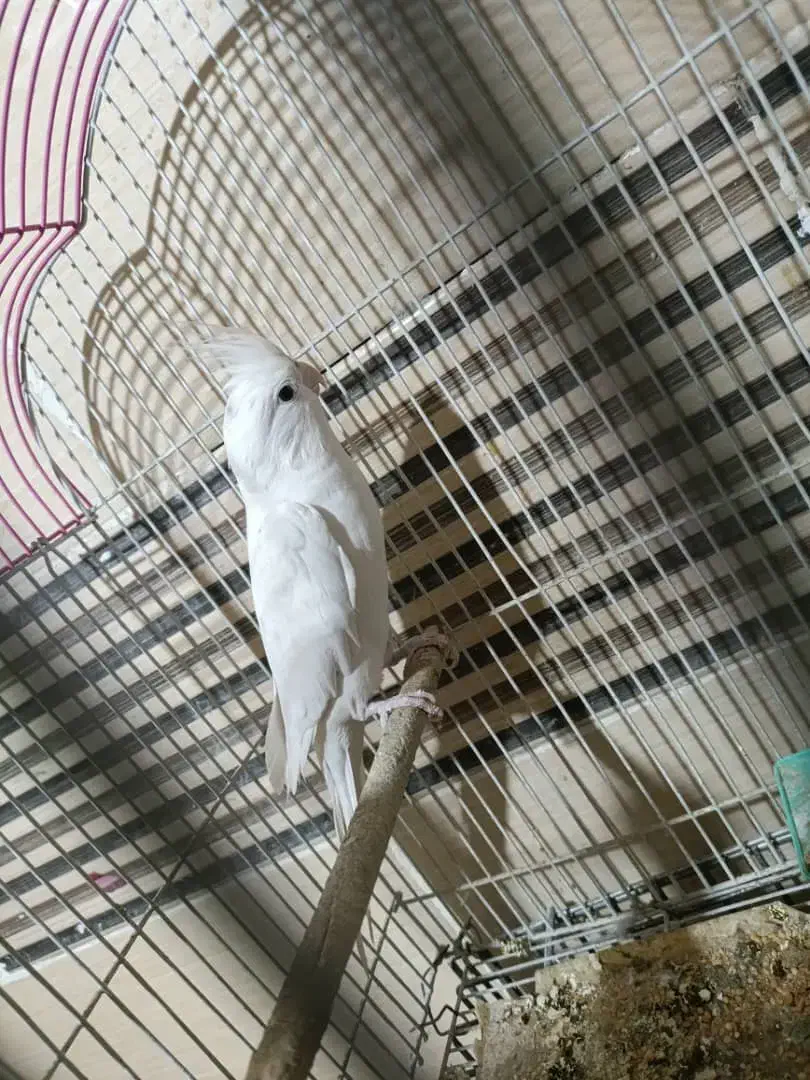 عروس هلندی|پرنده|کرمان, |دیوار