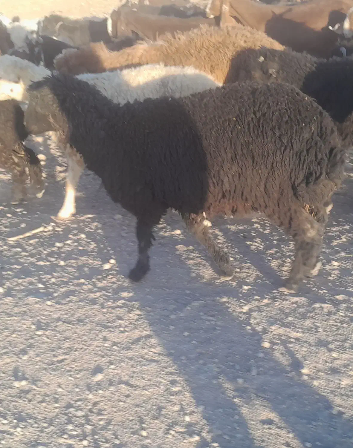 بره کر پابلند داشتی ذات داره فروشی پول لازم|حیوانات مزرعه|داراب, |دیوار