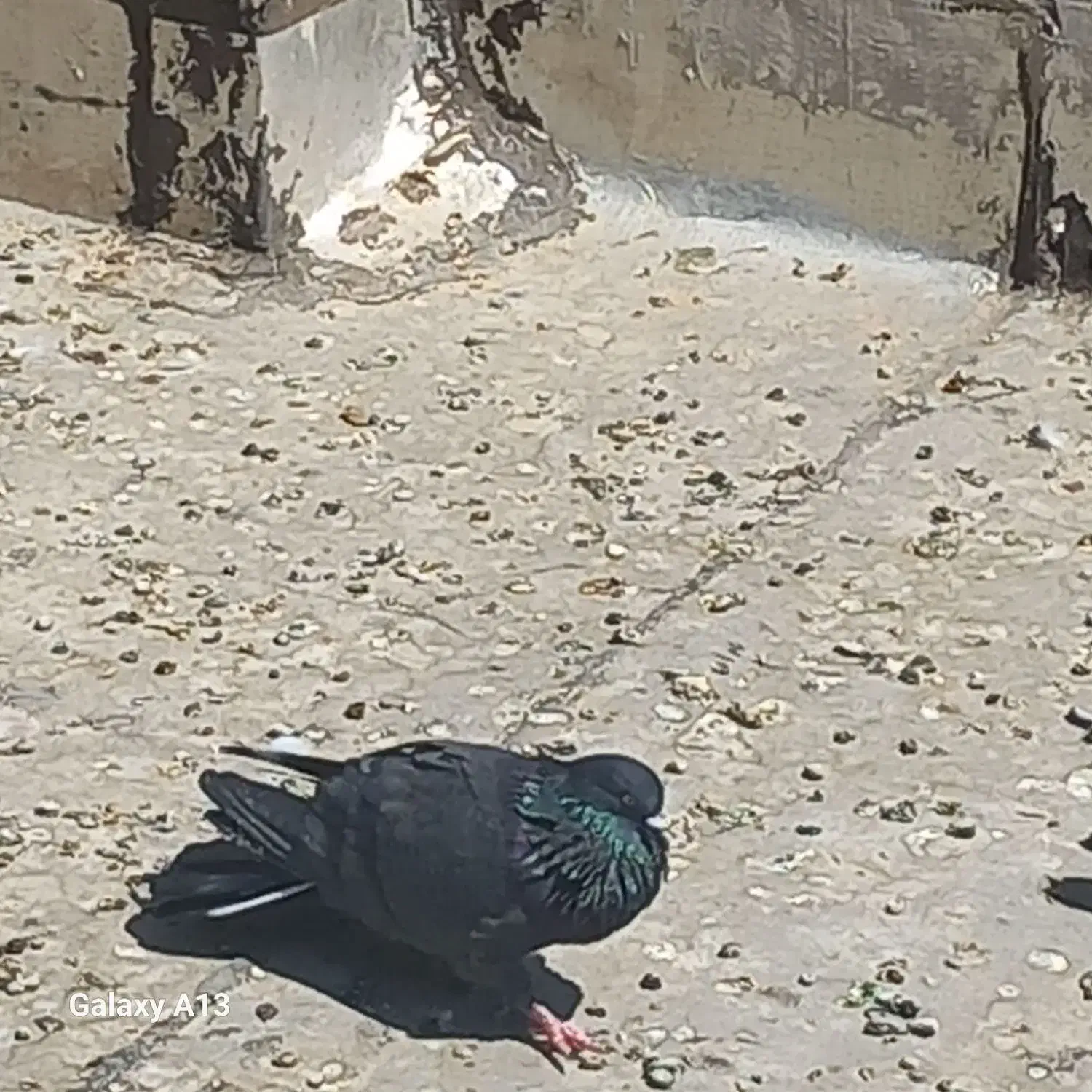 درود درود|پرنده|جونقان, |دیوار