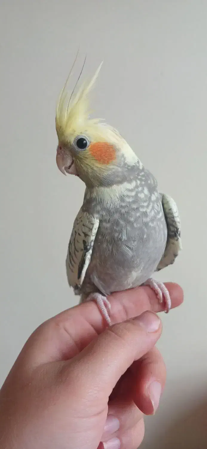 عروس هلندی ماده|پرنده|رودبار, |دیوار