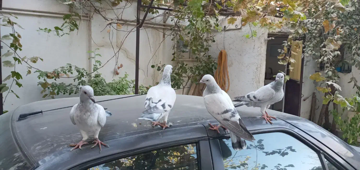 کفتر|پرنده|مشهد, شهرک مهرگان|دیوار