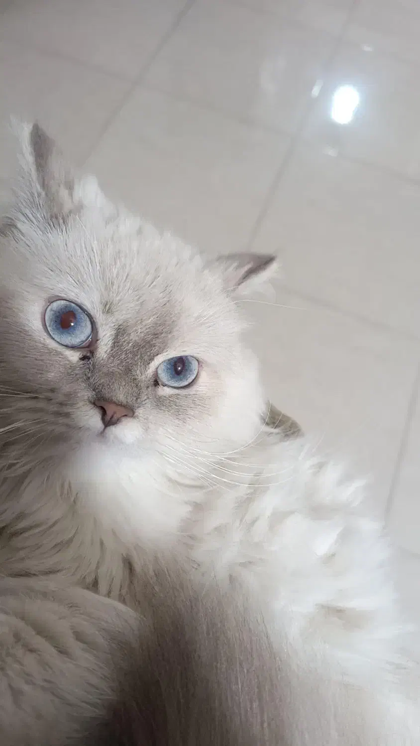 گربه|گربه|قدس, شهرقدس|دیوار