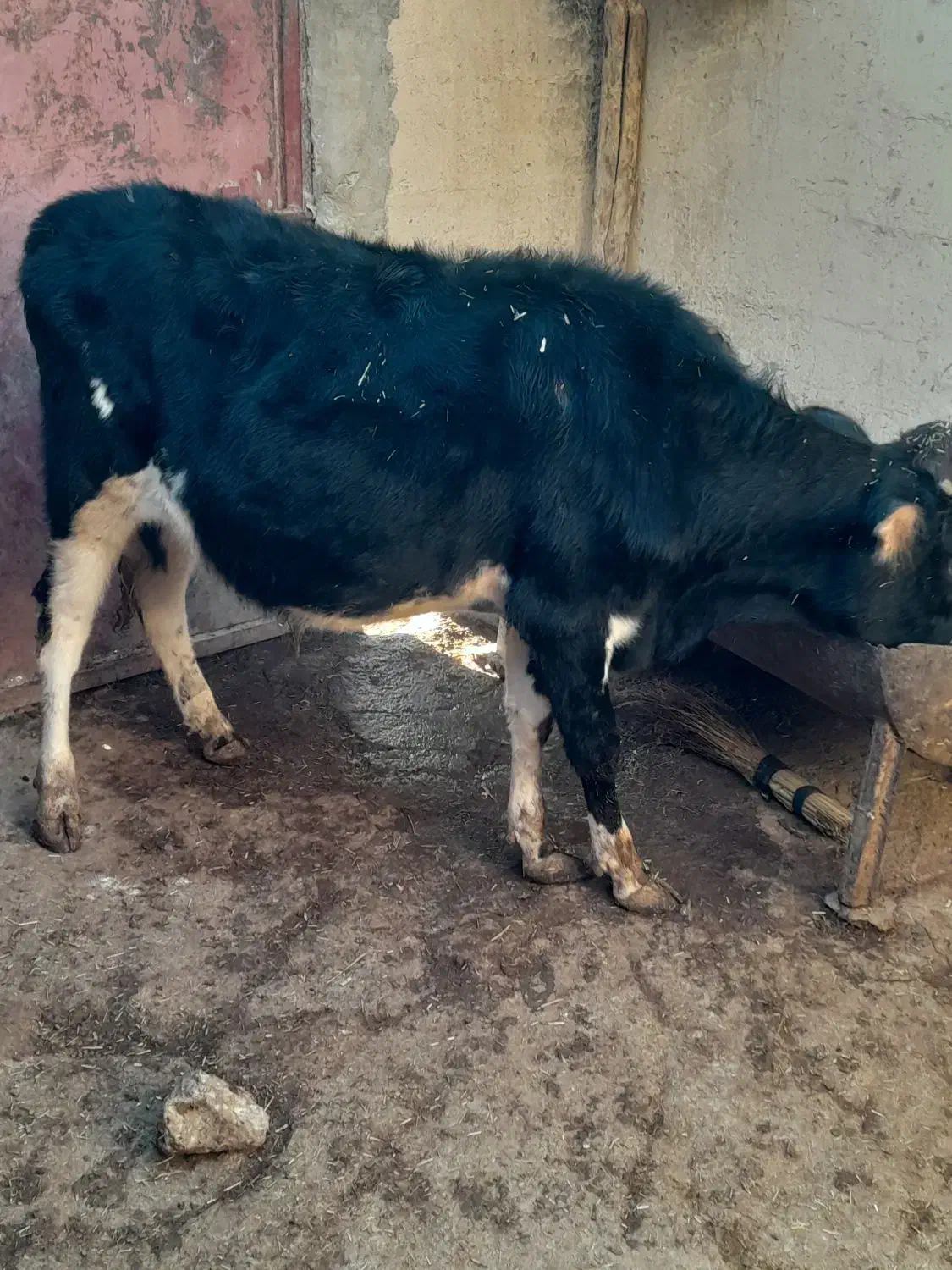 گوساله نر|حیوانات مزرعه|جوانرود, |دیوار