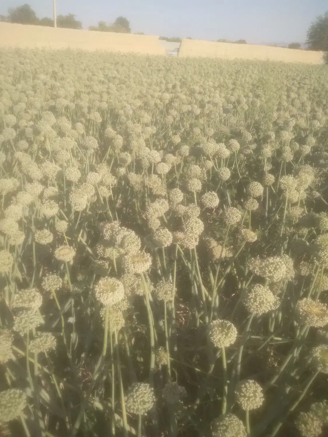 بذر پیاز|خدمات باغبانی و درختکاری|فلاورجان, |دیوار