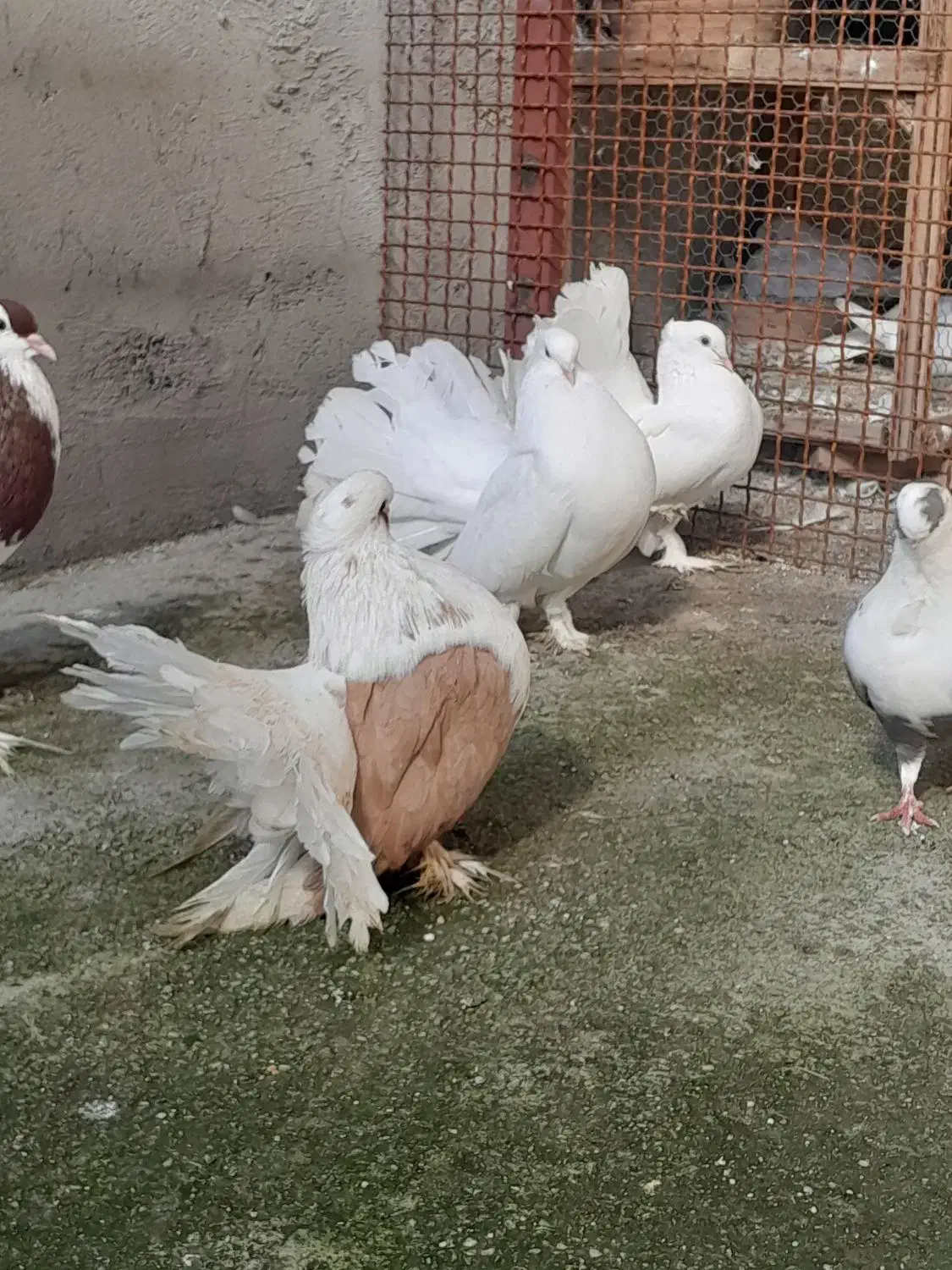 کبوتر دم چتری|پرنده|آمل, |دیوار