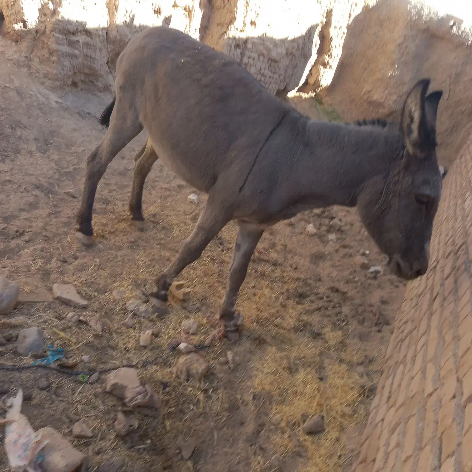 خر ماده گله ای|حیوانات مزرعه|کدکن, |دیوار