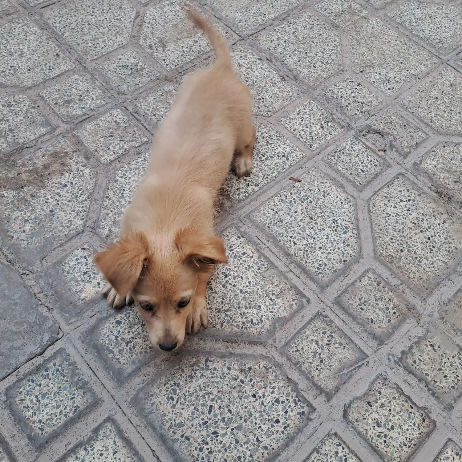 فروشی|سگ|بم, |دیوار