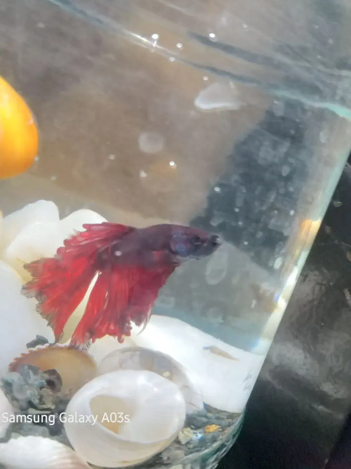 ماهی فایتر|ماهی|کرمانشاه, |دیوار