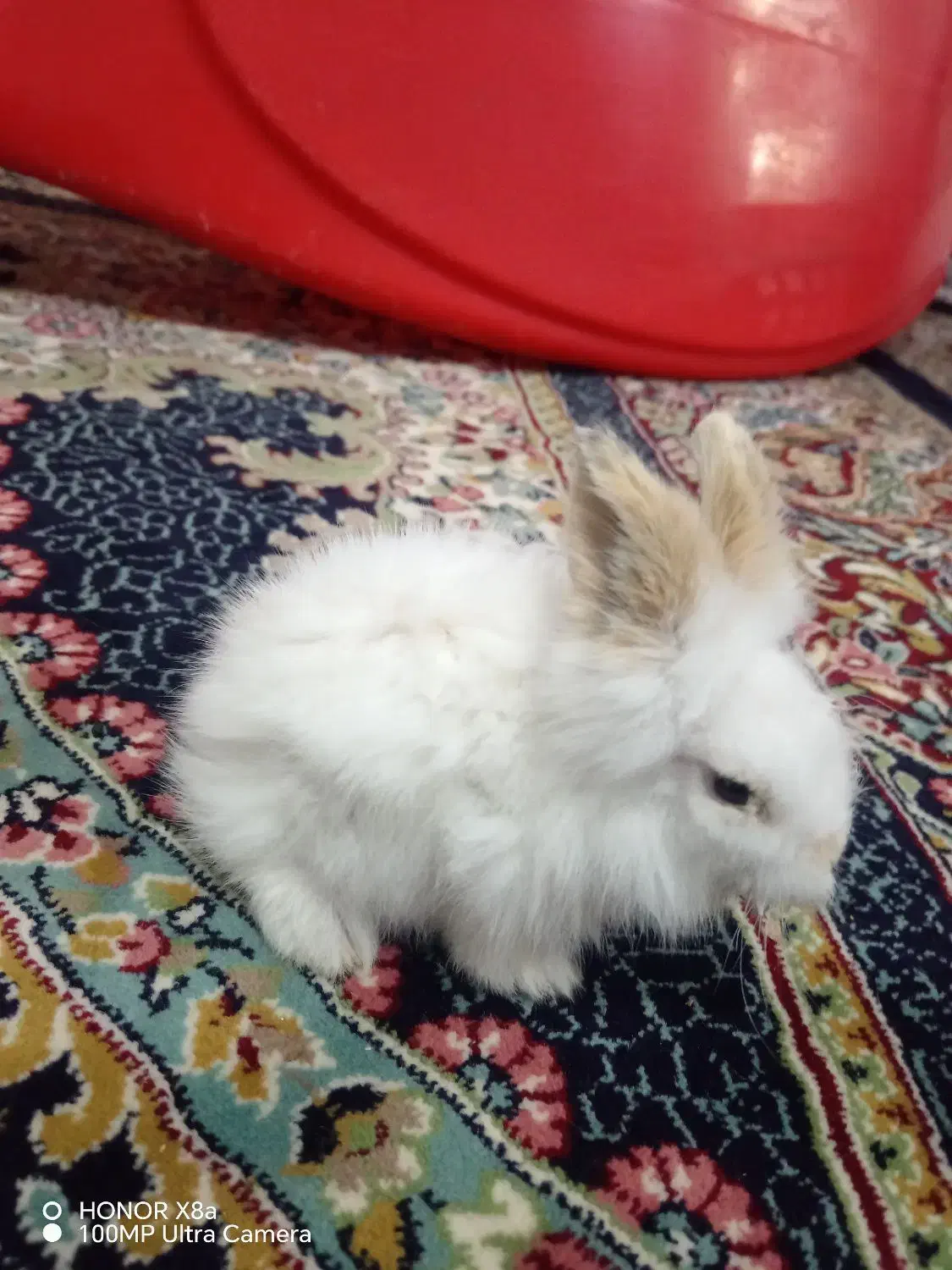 خرگوش لوپ ملوس|موش و خرگوش|سبزوار, قصبه غربی|دیوار