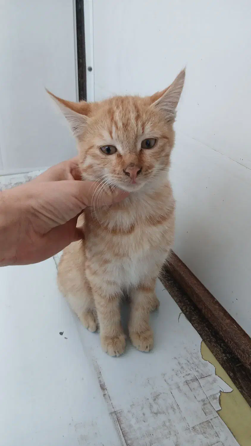 گربه رایگان|گربه|لاهیجان, انقلاب|دیوار