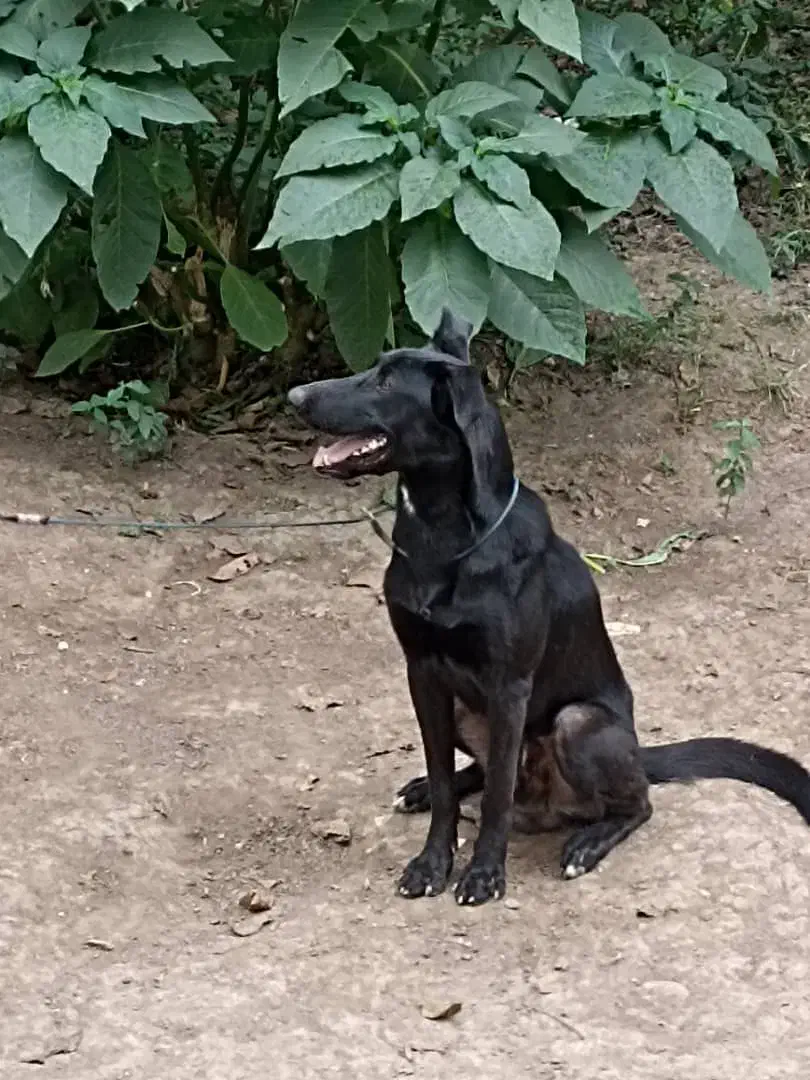 فروش سگ ژرمن شپرد|سگ|ماسال, |دیوار