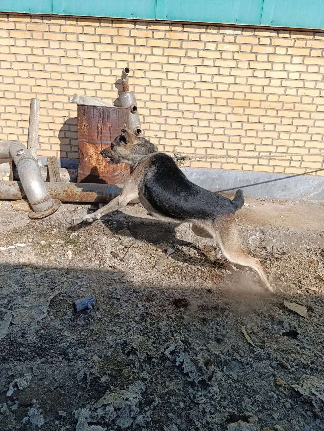 فروش سگ نگهبان|سگ|فرمهین, |دیوار