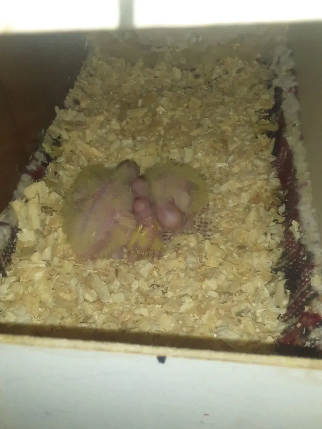 لامپ مادون قرمز ۲۴۰ وات و سرلاکی|لامپ و چراغ|هیرمند, |دیوار