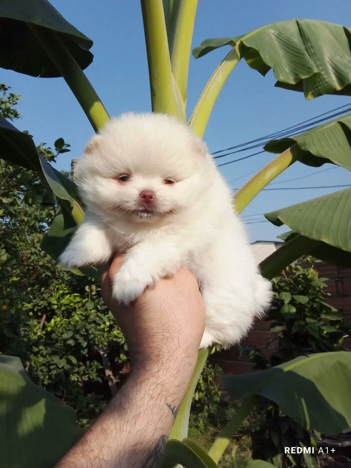 پامرانین خرسی بوفیس|سگ|گلوگاه, |دیوار