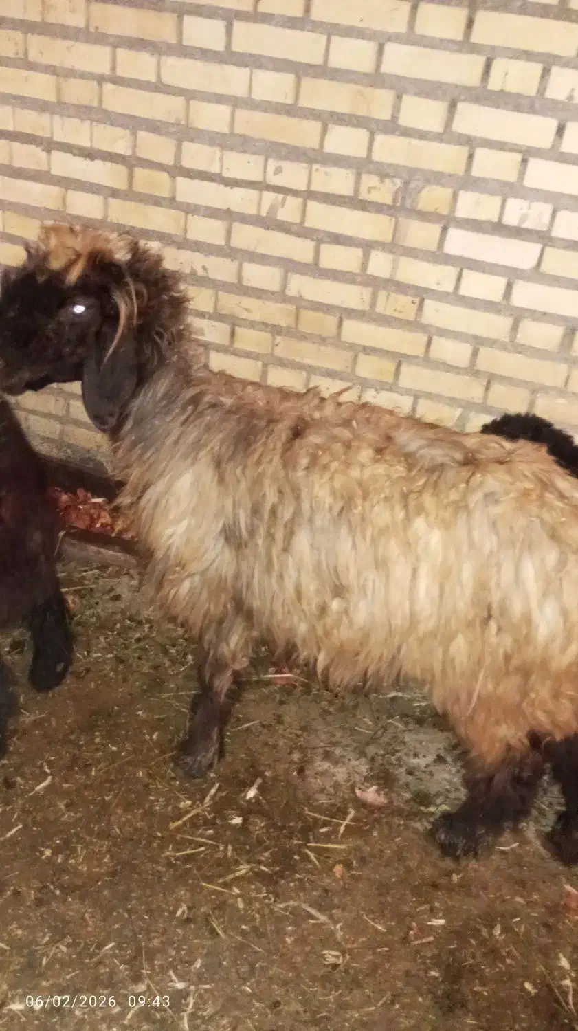 میش وبره|حیوانات مزرعه|گتوند, |دیوار